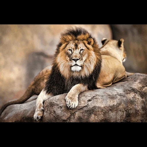 der löwe, der löwe der löwe, die löwin und die löwin, das tier löwe, der löwe ist der könig der tiere