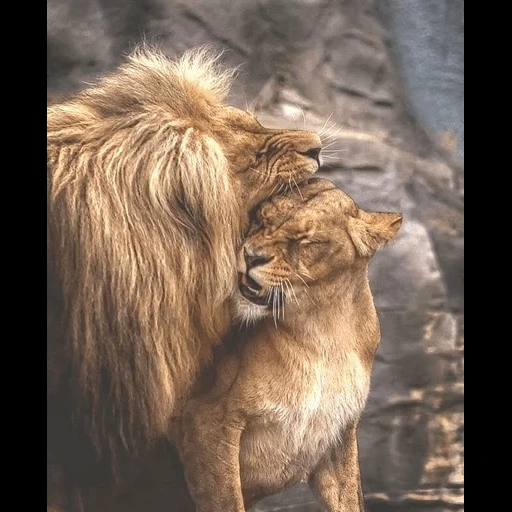 die löwin, der löwe der löwe, die löwin und die löwin, die löwin von levi, die löwin umarmt den löwen