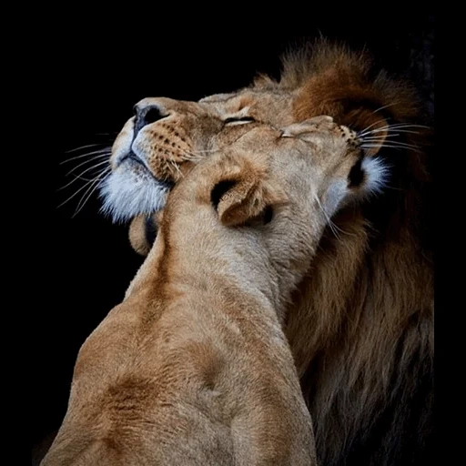 львица, лев львица, лев львица любовь, лев львица нежность, лев облизывает львицу