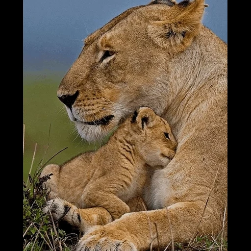 leoa, mãe leoa, leoa lion, leoa com um filhote, cubs de animais