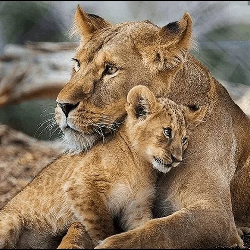 пума львица, львица львенком, животные детеныши, лев львица львенок, лев львица львенок семья