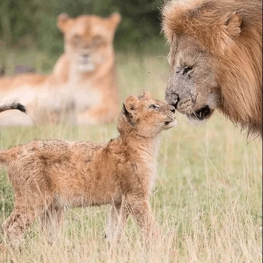 cats, animal lion, petits lions, lvyta pride, lion lionne lionne