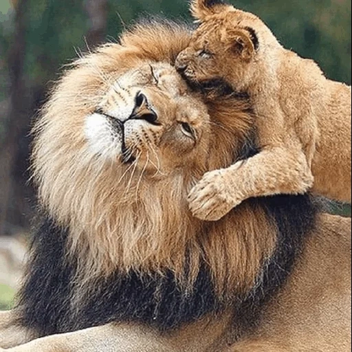 лев, лев львица, лев львенок, красивый лев, лев львица любовь