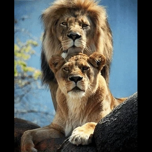 un leon, leona, pareja de leones, leo liones, amor lev lioness