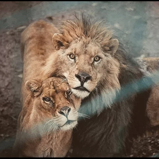 singa, lion lion, singa betina singa, singa betina levi, lion mother lion love
