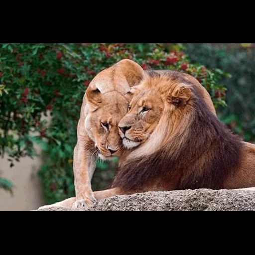 lion, lion lion, une paire de lions, lionne lionne, lion lionne amour