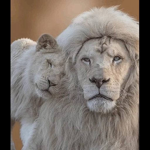 león, leo león, león blanco, león blanco, el lobo es solo