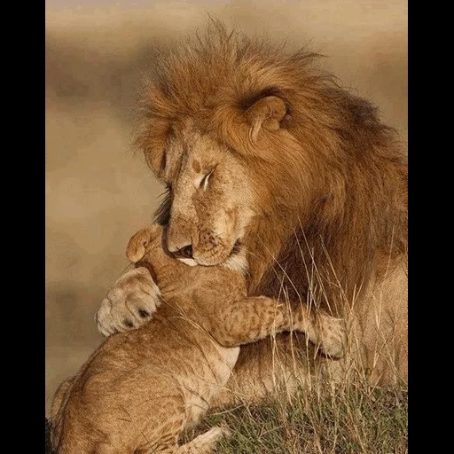 la leonessa leonessa, leone piccolo leone, cucciolo di leone, leone del leone, leonessa leonessa cucciolo di leone