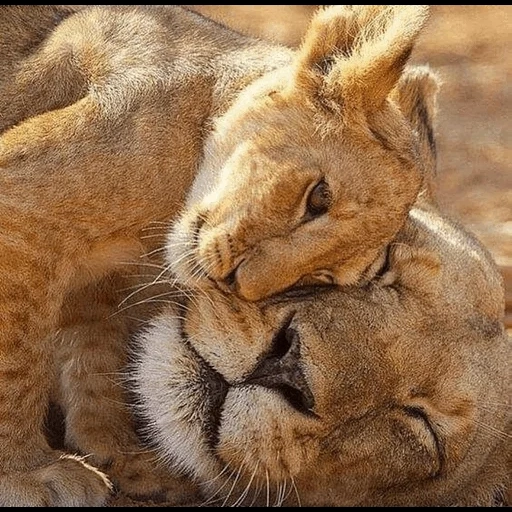lion, wild animals, animal cubs, the animals are beautiful, cute animal cubs