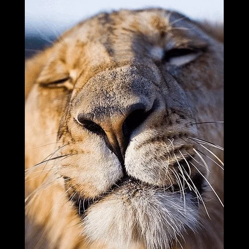 lioness, leo's nose, lioness mord, animals leo, beautiful lioness