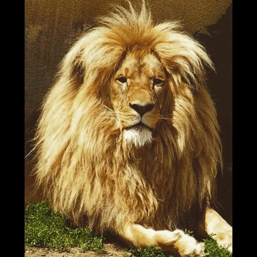 un leon, león, leo león, leo salvaje, leo de la melena