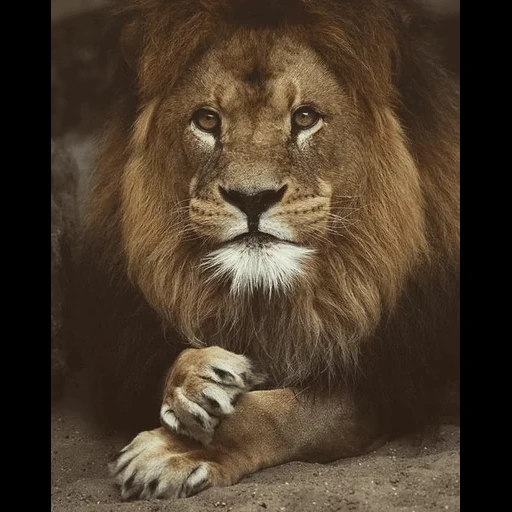 un leon, leo león, leo judá, orgulloso león, animales leo