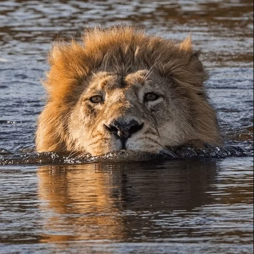 un leon, leo está flotando, leo nadó, animales leo, animales salvajes