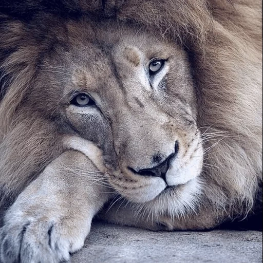 um leão, leão, bom leão, animais leo, leão calmo