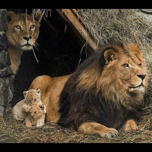 лев, лев львица, логово льва, лев львица львенок, лев львица три львенка