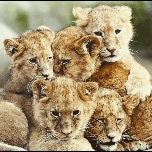 piccolo leone, un sacco di leoni, orso leone, cucciolo di animale, piccolo leone
