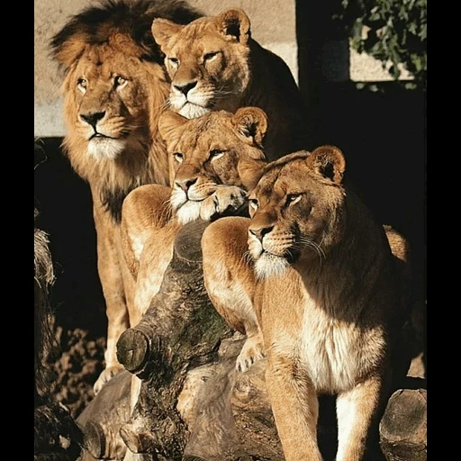 singa betina singa, leo pride, singa kebanggaan, kebanggaan singa, keluarga singa