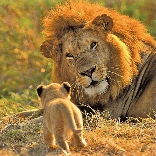 singa, singa kecil, bayi singa, singa kecil, ayah singa kecil