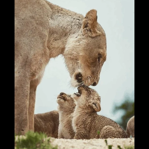 mom's animals, animal cubs, animal mom baby, moms of the cubs of animals, mothers animals their cubs