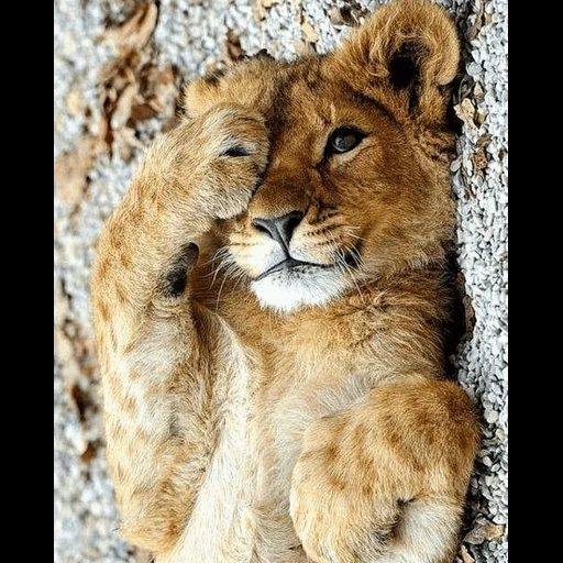 piccolo leone, la leonessa leonessa, leone piccolo leone, piccolo leone carino, leonessa leonessa cucciolo di leone