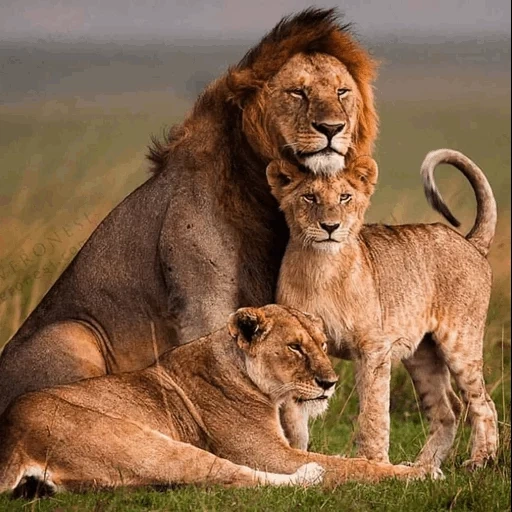 die löwin und die löwin, löwin löwin junglöwe, löwin löwin drei kleine löwen, lion pride, der löwenführer ist stolz auf seine löwin