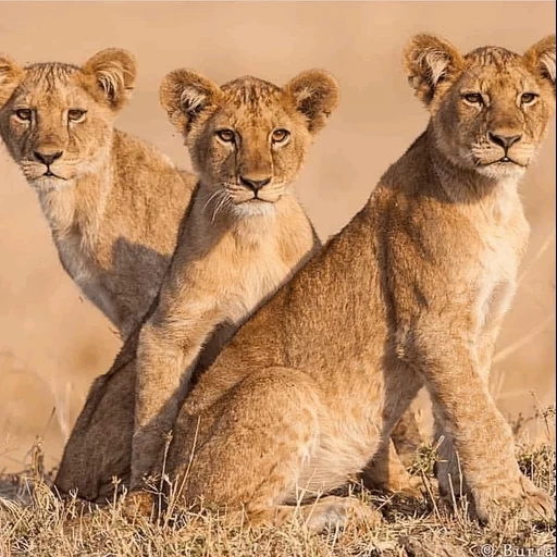 la leonessa, piccolo leone, la leonessa leonessa, leone piccolo leone, leone leonessa tre piccoli leoni