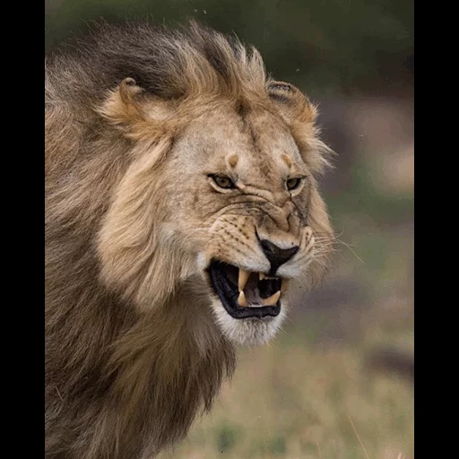 a lion, leo grin, the muzzle of the lion, the growling lion, the roaring lion