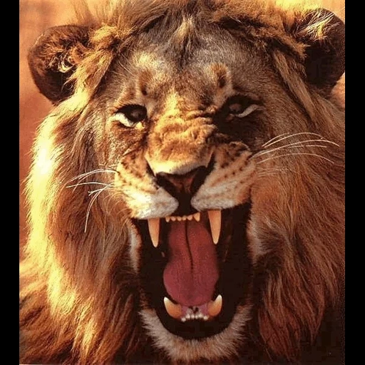 un leon, oscuridad, leo león, león lobo, el león rugiente