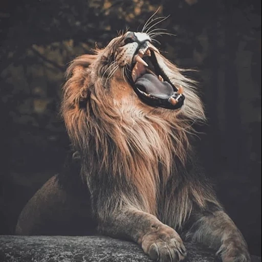 un leon, leo gruñe, el león rugiente, animales leo, rey arturo