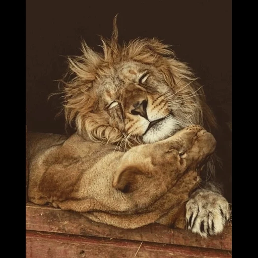 un leon, leo león, leo liones, ella es como el viento, lori picture tenderness