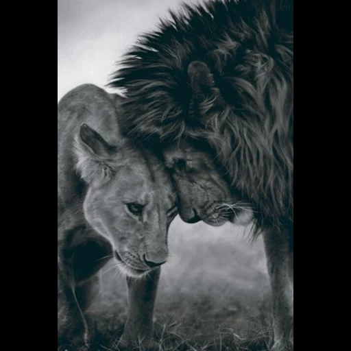 lion, lioness, fairyoflove, quotes english about lion, i absolutly love animals