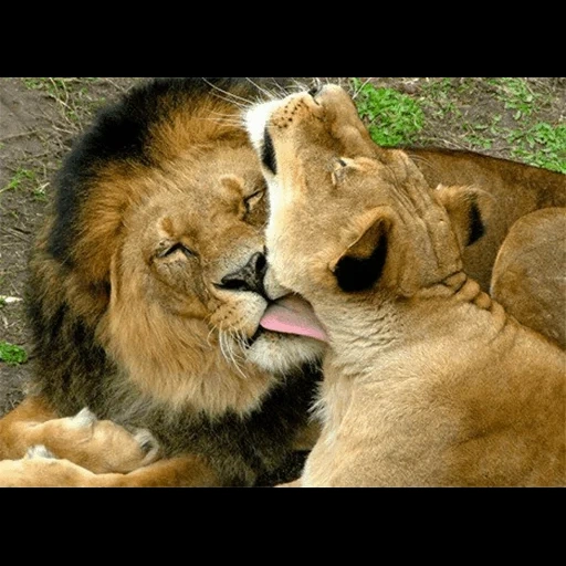 лев львица, лев львица любовь, лев львица милота, лев львица львенок, лев облизывает львицу
