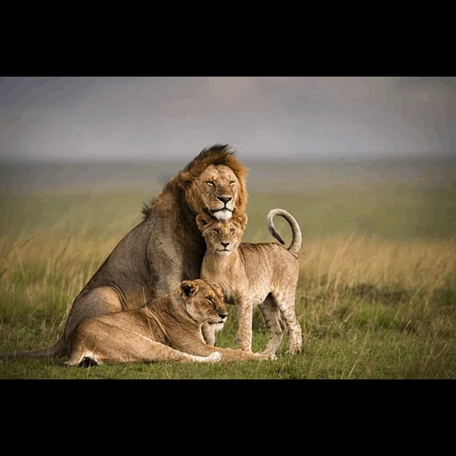 leo femenino, orgullo leo, leo liones, levy lionas, ciudad de leo lioness lions