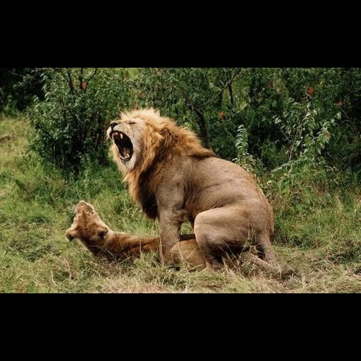 lion, lion lion, animal humor, funny animals, the animals are funny