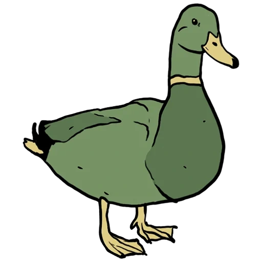 pato, pato de pato, pato de pato, o drake é pato, cartão de patinho de pato de baço