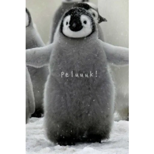 penguin, пингвин милый, милые пингвины, добрый пингвин, пингвин радуется