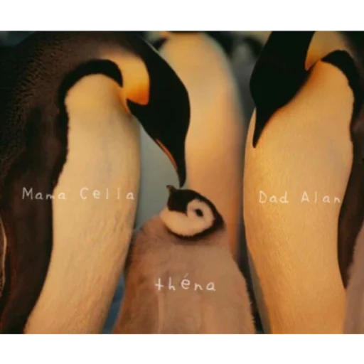 penguin, penguin, pingüino pájaro, penguin, pingüino emperador