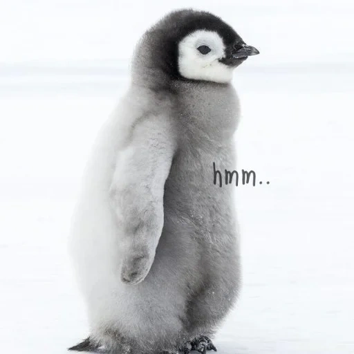 i pinguini, pinguino carino, cucciolo di pinguino, pinguino di polo, piccolo pinguino triste