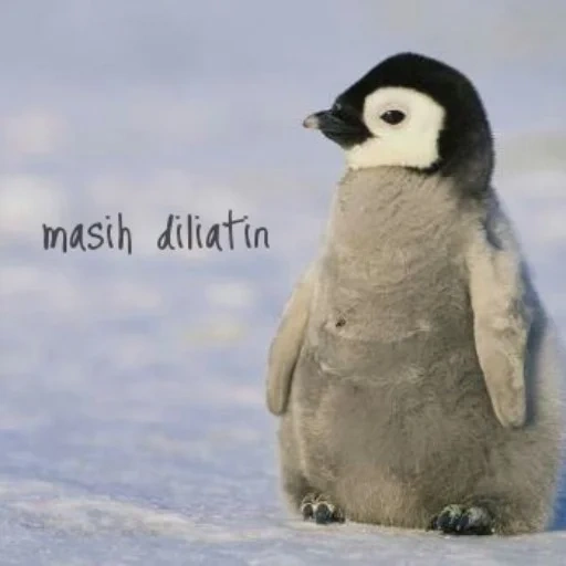 manchot, manchot, penguin cher, le pingouin est petit, pingouin poroto