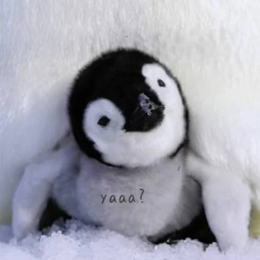 pinguin, süße pinguine, pinguin zum schnee, poroto penguin, kleine pinguine