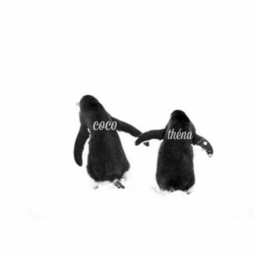 penguin, penguin, penguin profile, penguins hug friends, penguin decorative painting