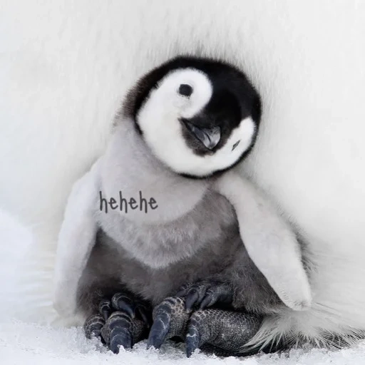 lieber penguin, schöne pinguine, penguin cub, penguin küken, poroto penguin