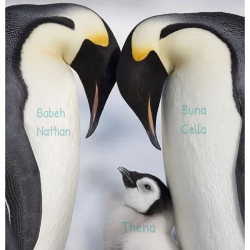manchot, pingouins amoureux, penguin royal, pingouin impérial, les pingouins impériaux aiment