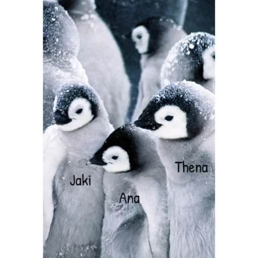 i pinguini, pinguino carino, gruppo di pinguini, adorabile pinguino, pinguino di bellezza
