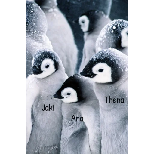 pinguim, penguin querido, pinguins rebanho, lindas pinguins, lindos pinguins