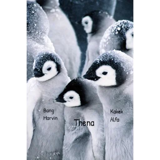manchot, penguin cher, penguins flock, beaux pingouins, beaux pingouins
