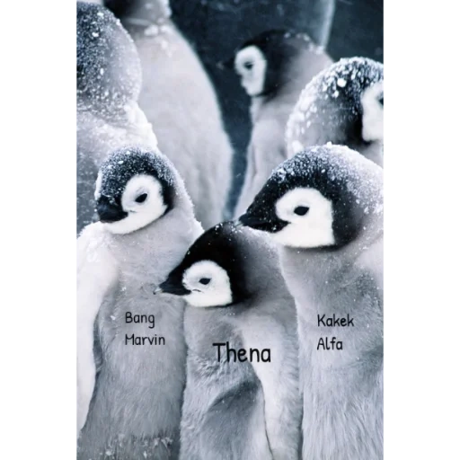 penguin, penguins are cute, penguin flock, lovely penguin, american penguin