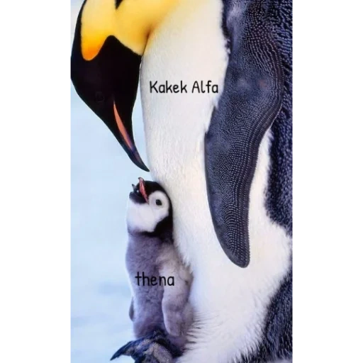 penguin, penguin, penguin couple, auspicious white penguin, emperor penguin cub