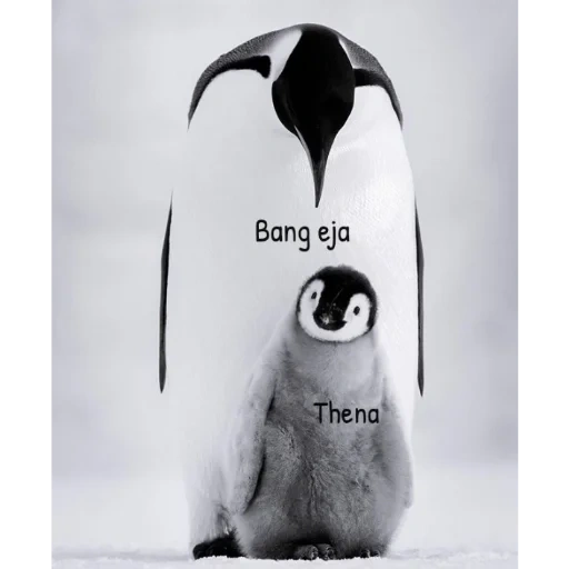 penguin, penguin, penguin, penguins are cute, lovely penguin