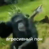 человек, горилла, фото квартире, горилла орет мем